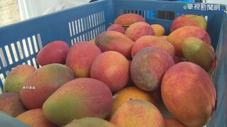 中國宣布即日起禁止台灣芒果輸入！　國台辦：檢獲有害生物