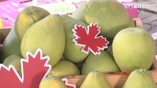 台南文旦外銷加拿大　黃偉哲：下一步搶攻新加坡