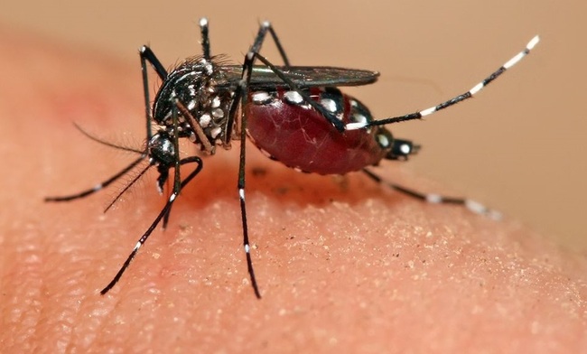 夏日蚊蟲猖獗！　中醫師透露2種體質容易成為被叮目標 | 華視新聞