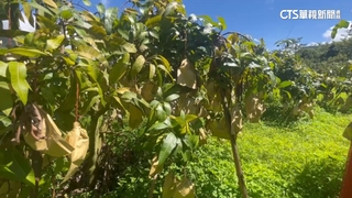 高雄金煌芒果滯銷　每斤6元　收購價20年來新低
