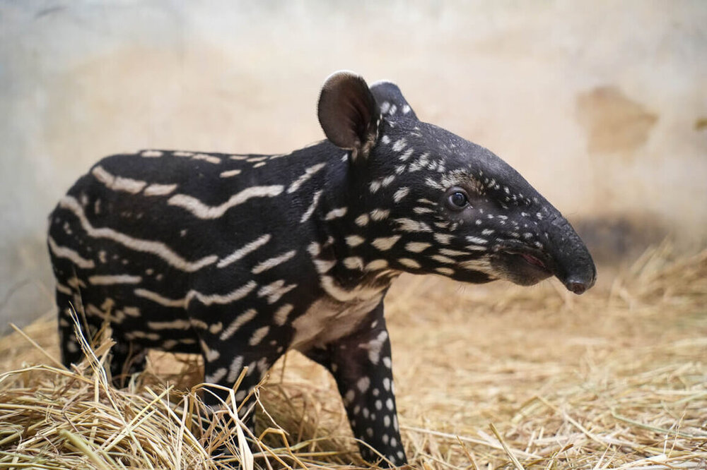 (圖/台北市立動物園提供)