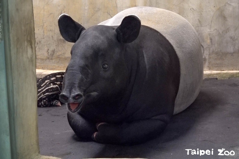 (圖/台北市立動物園提供)