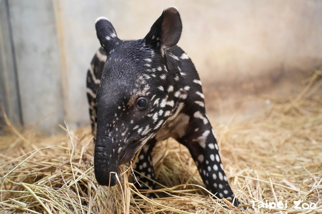 馬來貘寶寶滿月了！動物園徵名活動開跑　邀各界創意提名 | 華視新聞