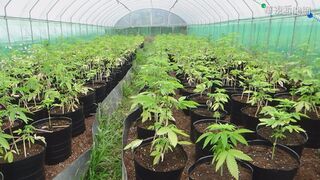 阿伯出事了！苗栗農夫路邊撿種子試種「竟長出大麻」　向警方自首遭送辦