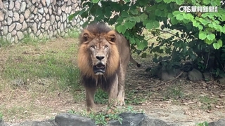 準時下班？　高雄壽山動物園獅子16：50齊吼