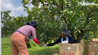 天熱水氣足！　雲林文旦提早成熟　急採收躲颱風