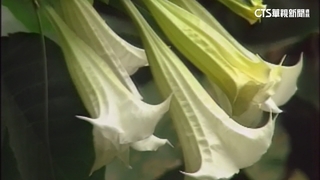 大花曼陀羅整株有毒！　醫：若食用過量恐致死