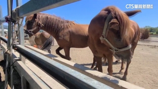 轎車被馬撞凹求償　飼主不賠反控駕駛分心
