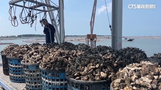 蘇拉颱風逼近　柚農.菜農搶採收　蚵農忙拖蚵棚避風