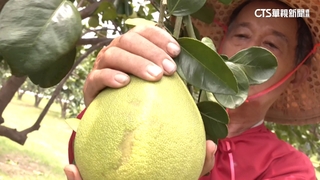 文旦產季遇颱風攪局！　麻豆.瑞穗農民忙搶收