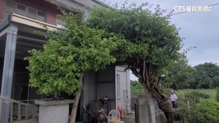 金門「鋼盔九重葛」不敵杜蘇芮　樹醫師成功救活