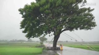 海葵橫掃景點！　池上「泡湯」　金城武樹也受災