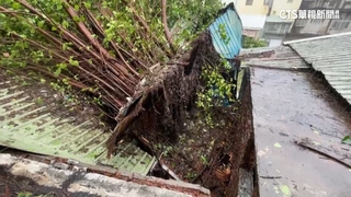 不敵海葵強勁風勢　高.屏大樹倒塌逾500件