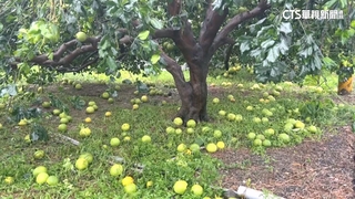 不敵海葵！釋迦.柚子慘遭吹落一地　全台農損逾兩億