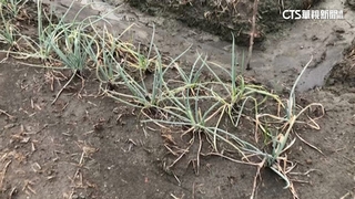 風災毀農作物！　菜產量減半　青蔥1公斤飆破3百元