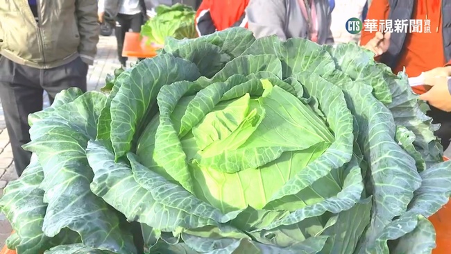 海葵颱風重創農作物　高麗菜飆漲至500元 | 華視新聞