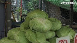 颱風重創產地！　高山高麗菜「批發價」創新高