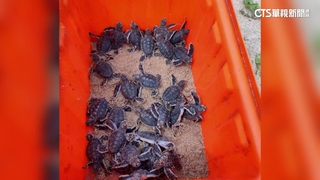 今年首批！　澎湖望安成功孵出29隻綠蠵龜