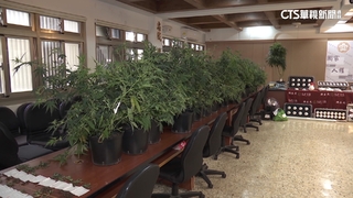 市值1.5億！　父網購種子種大麻　拉未成年兒幫忙