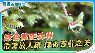 探索苔蘚之美 綠色微距森林｜華視新聞雜誌