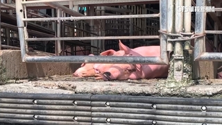 彰肉品市場電腦遭駭休市　無豬肉可買業者跳腳