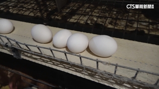 巴西蛋可放4個月？　農業部：有塗食用蠟可保存