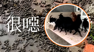 羊群住學校1晚 噴射滿地「小黑丸」　網友笑：滿滿的黑糖珍珠