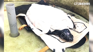 生態悲歌！恆春「革龜」擱淺亡　腹內竟纏425cm魚線