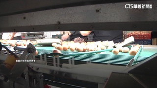 台農蛋品董座喊冤「幫洗蛋」背鍋　農業部：產地價買斷