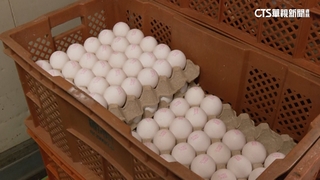 新北福商勝「混蛋」流向北市補習班　900童吃下肚