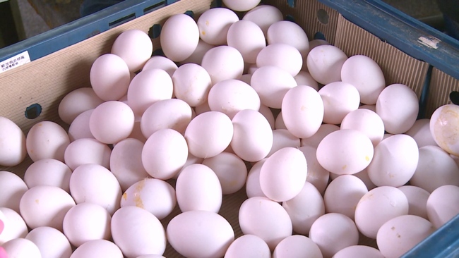 3招辨別雞蛋鮮度！專家籲：雞蛋應冷藏保存 | 華視新聞