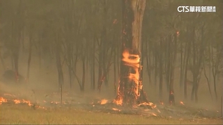 澳洲聖嬰現象迎春季熱浪　雪梨禁火令防野火