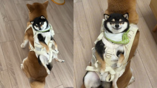 豆柴被柴柴背 露出「幸福微笑」　融化一片網：為什麼這麼乖