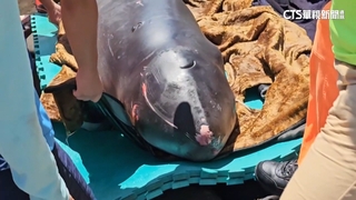 小抹香鯨擱淺中角灣　身上多處傷.將人道處置