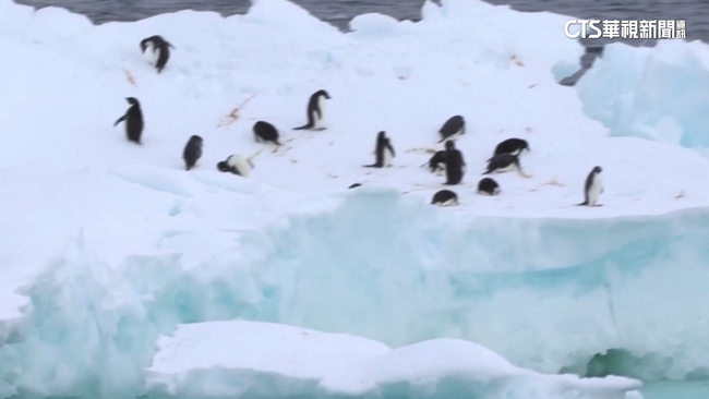 南極海冰面積創新低　恐威脅南極生物繁衍 | 華視新聞