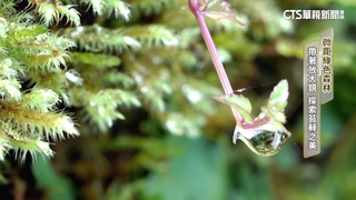 微距綠色森林　帶著放大鏡　探索苔蘚之美