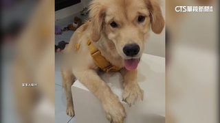 愛犬「受訓」險走丟　飼主控業者：害狗染病.說詞反覆