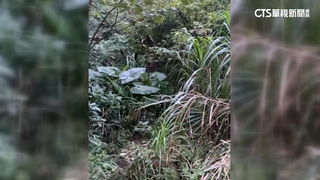 石門青山瀑布蜂群螫傷8人　達人已摘除蜂窩