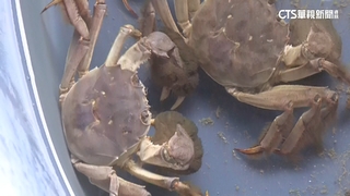 秋風起閘蟹熟！苗栗養殖蟹開賣　價格與去年持平