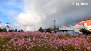 小犬颱風來襲前夕！　福壽山農場現夢幻彩虹花海