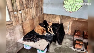 遭控助28隻貓犬棄養基隆工廠　竹縣動保所喊冤