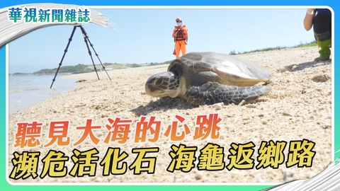 【聽見大海的心跳】海龜返鄉路｜華視新聞雜誌