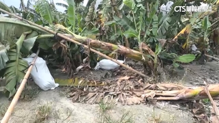 小犬掀「鹽塵害」傷農作　　彰雲花生.玉米災損最慘