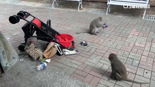 女爬柴山遇獼猴搶包攻擊　左臂遭咬傷