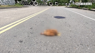 雞豬橫屍銅鑼街頭！　疑「自導自演」抵制化製廠