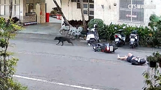 流浪狗街頭亂竄　女騎士驚嚇人車滑行慘摔