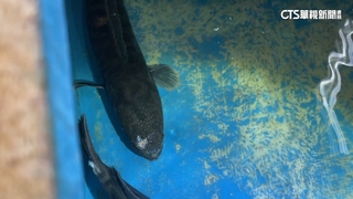 日月潭大魚虎難抓　專家：魚虎狂被「電」　變聰明