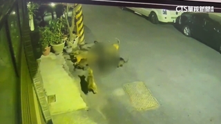 12隻浪犬「圍咬」小黑狗致死　居民嚇到不敢出門