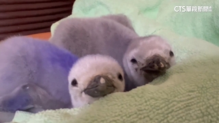 屏海生館企鵝寶寶誕生！　粉專2天吸10萬人次觀看