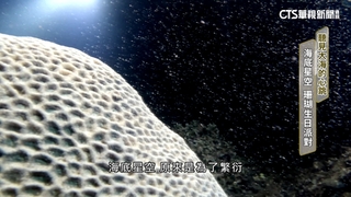 聽見大海的心跳！海底星空　珊瑚生日派對